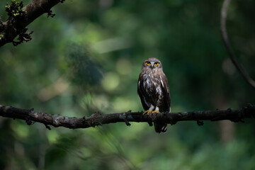 A striking, detailed of a Brown Hawk owl, Brown boobook perched on a dark, mossy branch, set against a beautifully soft, blurred background of lush green tropical foliage.