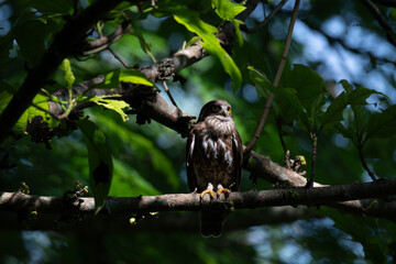 A striking, detailed of a Brown Hawk owl, Brown boobook perched on a dark, mossy branch, set against a beautifully soft, blurred background of lush green tropical foliage.