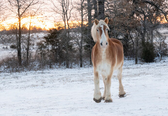 Belgian draft horse walking in a snowy pasture on a cold winter morning at sunrise