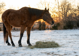 Arabian horse eating his hay in a snowy pasture on a cold winter morning