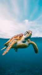 Obraz premium Graceful sea turtle swimming freely in vibrant blue ocean waters under a clear sky