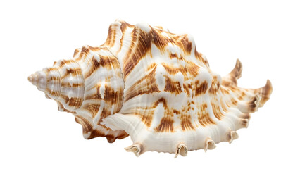 Obraz premium Ornate seashell with spiky protrusions isolated on transparent background