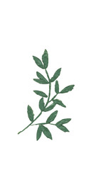 branch of a tree isolated