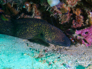 A moray eel rests under a reef ledge. The scene shows the eel surrounded by vibrant corals and subtle lighting that highlights its patterned body.