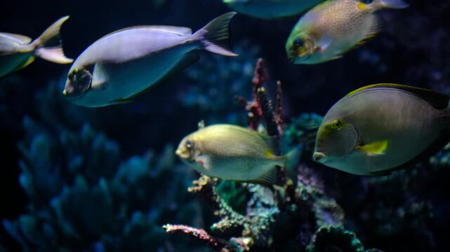 Acanthurus surgeonfish swimming in tropical waters. Tropical surgeonfish school in coral reef habitat. Colorful acanthurus species gliding underwater.