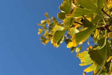 Yellow Ginkgo Leaves Against Clear Blue Sky