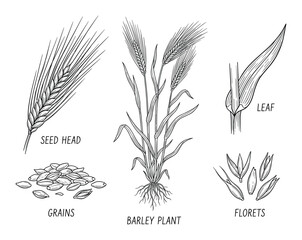 Detailed botanical illustration showcases a barley plant and its components.