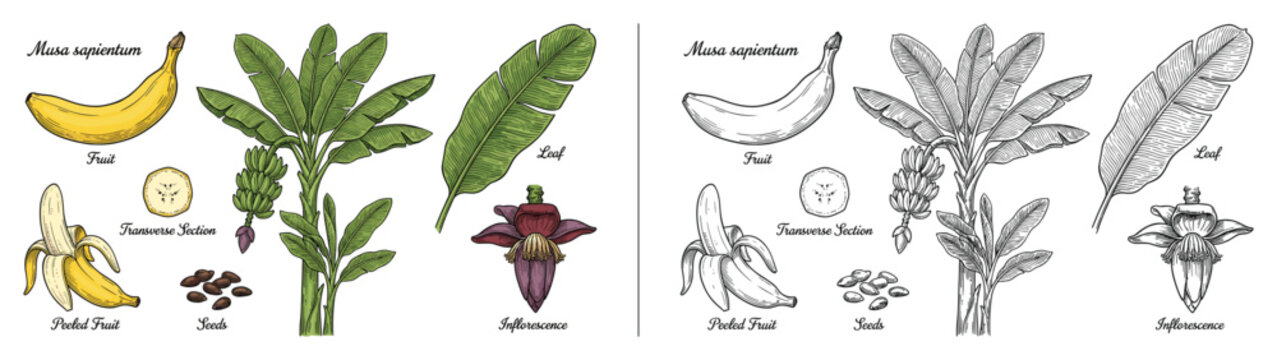 Botanical Illustration: Two Banana Plants, Fruits, Leaves and Flowers Set