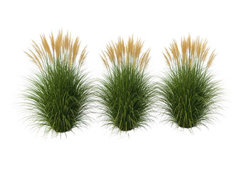 Variety set of pink muhly grass isolated