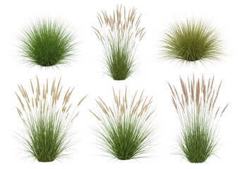 Pink ornamental grass collection PNG isolated