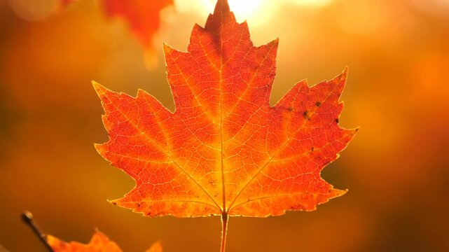 Red leaf in fall color with visible veins in the sunlight
