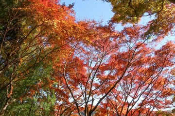 伊豆 一碧湖の秋。大池紅葉広場。