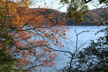 伊豆 一碧湖の秋。紅葉から垣間見る大池。