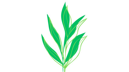 green wheat isolated on white background