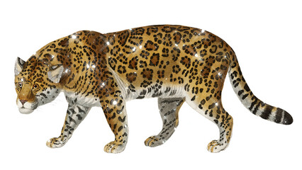 Hand drawn sparkling Jaguar design element