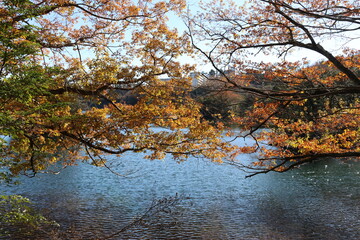 伊豆 一碧湖の秋。大池湖畔のコナラ。