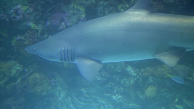 Sand tiger shark swimming in an aquarium in the Kansas City Zoo