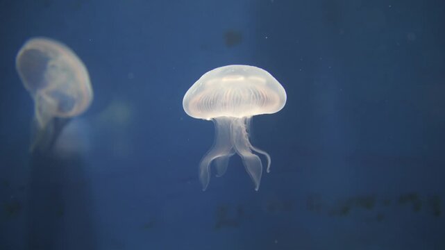 The Moon Jellyfish differs from many jellyfish because they lack long, potent stinging tentacles.