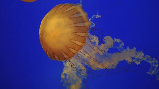 Sea nettle, Chrysaora spp. is a true jelly.