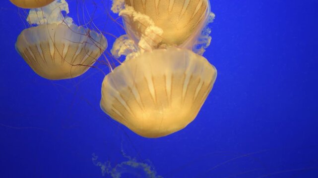 Sea nettle, Chrysaora spp. is a true jelly.
