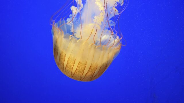 Sea nettle, Chrysaora spp. is a true jelly.