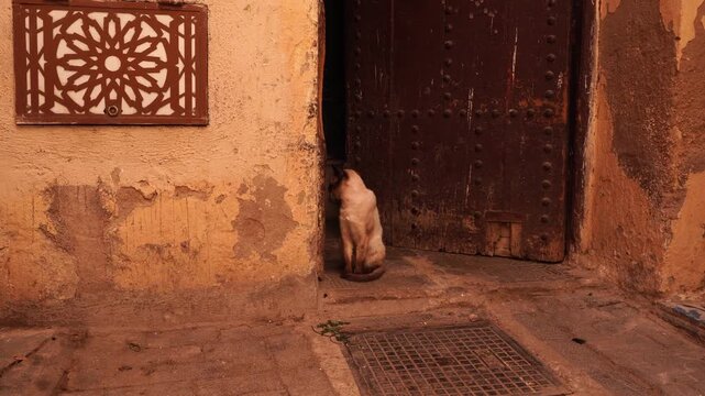 A super Siamese cat sitting merrily in front of a Moroccan-style door.