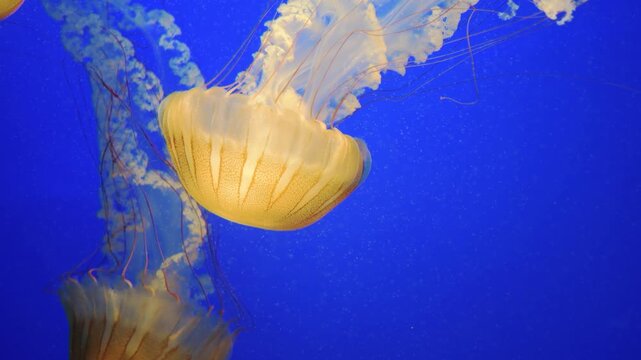 Sea nettle, Chrysaora spp. is a true jelly.