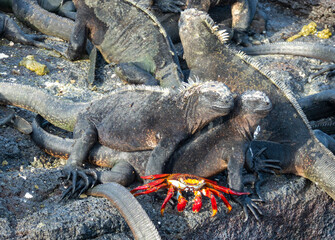  Sally Lightfoot crab (Grapsus grapsus) and marine iguanas