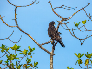bird of prey