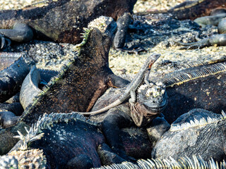 Marine Iguana, Galapagos