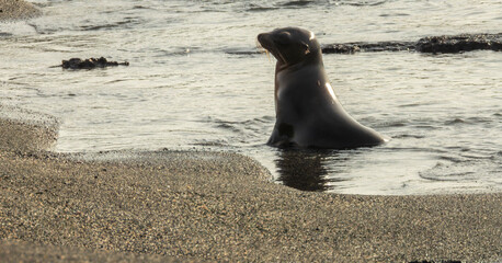 sea lion on the beach