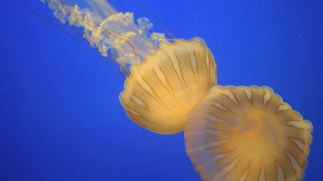 Sea nettle, Chrysaora spp. is a true jelly.