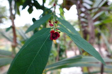 A fresh sauropus androgynus flower in garden. Beautiful and amazing flower.