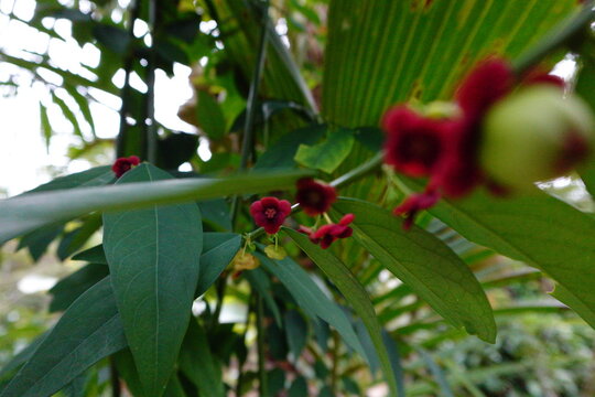 A close up of Sauropus androgynus flower with maroon color that blooms perfectly with blur background suitable for wallpaper