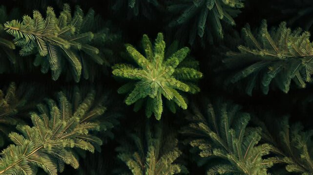 Top down aerial view of a deep green pine forest texture featuring a bright evergreen tree pattern, creating a cinematic nature background for environmental concepts