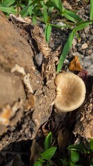 mushrooms in the forest