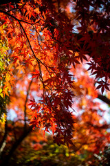 鎌倉251128　報国寺4　紅葉