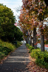 Naklejka premium 横須賀251126 上町1 街路樹紅葉