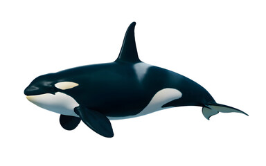 Majestic orca whale gracefully swimming in the deep blue ocean waters
