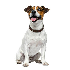 Happy Jack Russell Terrier: A cheerful Jack Russell Terrier, with its distinctive markings and boundless enthusiasm, sits attentively. It displays pure joy.