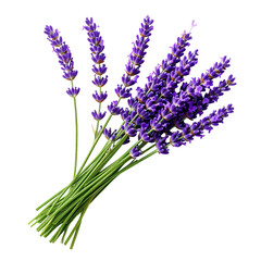 Lavender Bouquet: A close-up shot of a delicate lavender bouquet, each stem proudly displaying vibrant purple blossoms, symbolising tranquility and natural beauty.