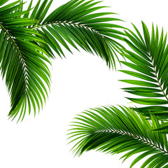 Lush Palm Fronds: Vibrant green palm leaves gracefully frame the scene, their intricate textures and forms evoking a sense of tropical elegance and freshness.