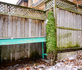Christmas tree bound with twine waits outside in a backyard leaning against a weathered wooden fence ready to be set up and decorated inside. a home