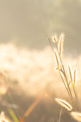 Golden grass field in the morning, nature background concept.