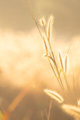 Golden grass field in the morning, nature background concept.