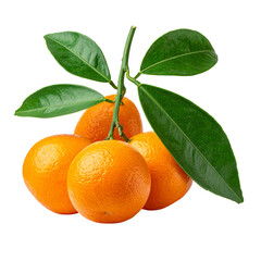 Citrus Burst: A vibrant collection of fresh, ripe citrus fruit with lush green foliage, showcasing the natural beauty of the harvest.