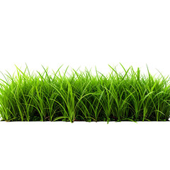 Fresh Green Blades: Close-up of vibrant, fresh green blades, perfect for projects needing a touch of nature's beauty and freshness. 