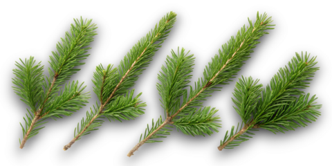 Five realistic evergreen fir tree branches with lush green needles arranged diagonally against a stark black background showcasing natural texture and detail