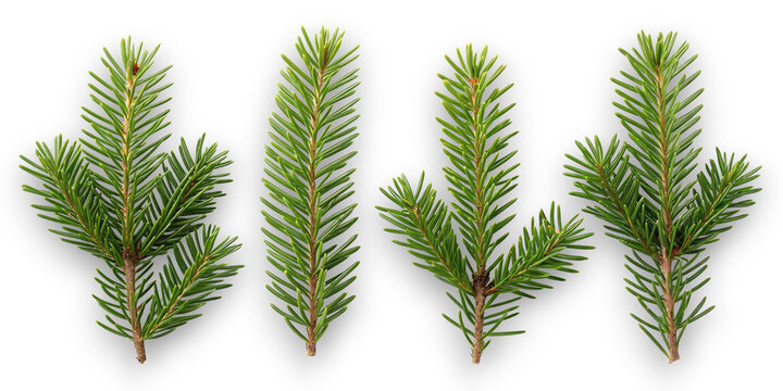Four fresh green fir tree branches with delicate needles arranged vertically against a stark black background showcasing natural texture and vibrant color