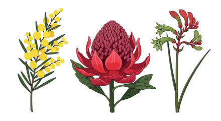 Australian native flowers with transparent background